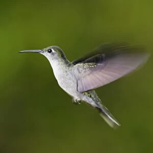 Grey-breasted Sabrewing Hummingbird. Bolivar State - Venezuela