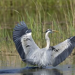 Grey Heron - adult landing in water with wings raised, May. Strumpshaw, Norfolk, U. K