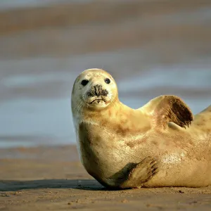 Phocidae Premium Framed Print Collection: Grey Seal