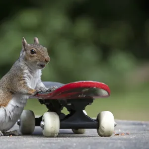 Grey squirrel riding on a skateboard, natural setting