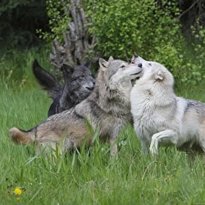 Grey / Timber Wolf - interaction between adults. Montana - United States