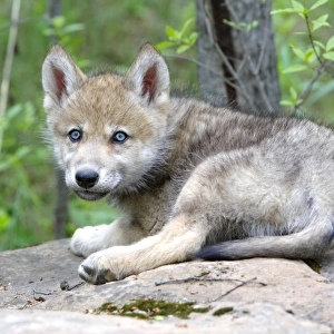 Grey / Timber Wolf - three month old pup. Minnesota - United States