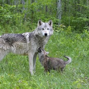 Grey / Timber Wolf - with pups. Minnesota - United States