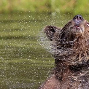 Grizzly Bear - 2 1/2 year in water shaking head. Montana - United States
