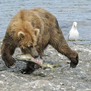 Grizzly Bear - With fish catch from river