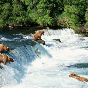 Grizzly Bear Fishing for salmon at Brooks Falls, Katmai National Park, Alaska, USA