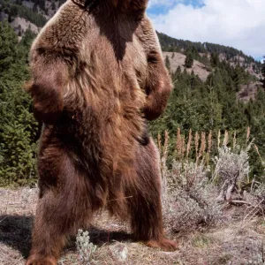 Grizzly Bear WAT 4216 Standing Ursus arctos horribilis © M, Watson ARDEA LONDON