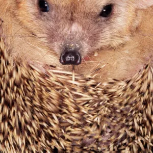 Hadgehog ANZ 452 Ural mountains, Russia Erinaceus auritus © Andrey Zvoznikov / ARDEA LONDON