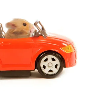 Hamster driving miniature sports convertible car