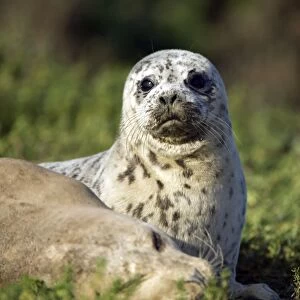 Harbor Seal - pup - Elkhorn Slough - CA