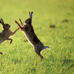 Hares Boxing