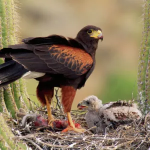 Harris's Hawk - on nest Sanguaro Desert, Arizona, USA