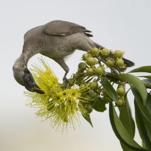 Honeyeaters Collection: Helmeted Friarbird
