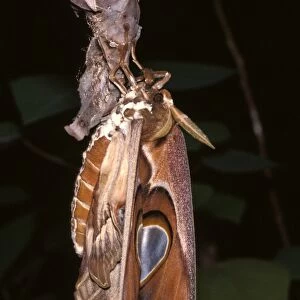 Hercules moth - female newly emerged from cocoon