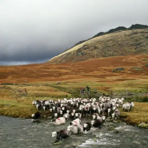 Sheep Photo Mug Collection: Related Images