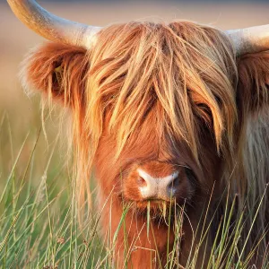 Bovidae Photographic Print Collection: Cattle