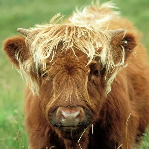 Highland Cattle Cow, calf