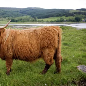 Highland cow on Isle of Mull, Scotland, UK