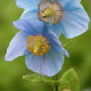 A Himalayan blue poppy, Meconopsis grandis. Nepal