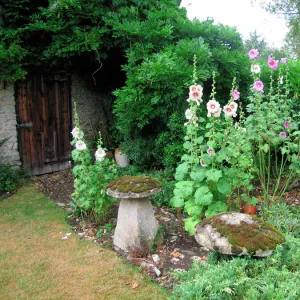 Hollyhocks - In garden outside old barn