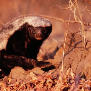 Honey Badger / Ratel Luangwa National Park, Zimbabwe, Africa