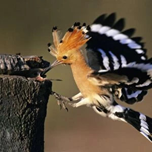 Hoopoe - bird feeding young in flight, Andalusia, Spain