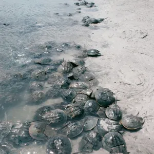 Horseshoe Crab FG 5658 Spawning beach Limulus polyphemus © Francois Gohier / ARDEA LONDON