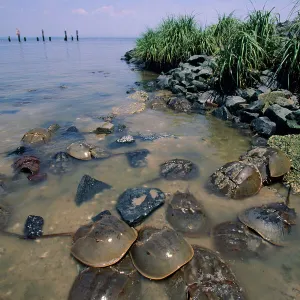 Horseshoe Crab Reeds Beach, New Jersey, USA