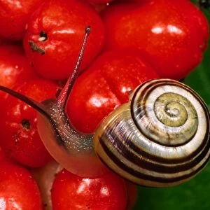 White Garden Snail