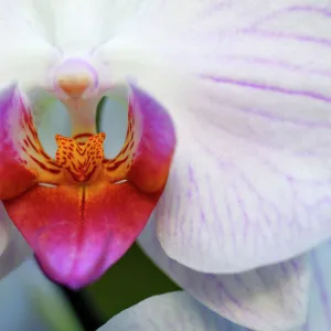 Hybrid Orchid - detailed study of blossom, arboreal type. Lower Saxony, Germany