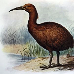 Illustration: Brown Swamphen- from Rothschild 1907. Based on paintings and bones ex Mauritius