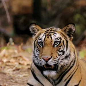 Indian / Bengal Tiger Bandhavgarh National Park, India