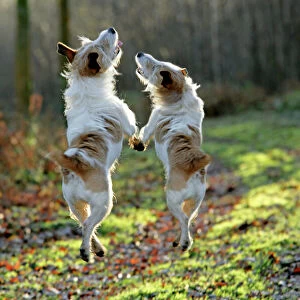 Jack Russell dogs jumping in mid-air, walking along together