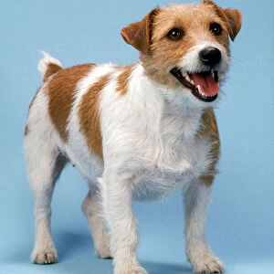 Jack Russell Terrier Dog - standing