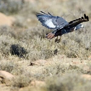 Jackal Buzzard flying low in pursuit of prey. Inhabits mountain ranges and adjacent grassland areas. Endemic to southern Africa. Mountain Zebra National Park, Eastern Cape, South Africa