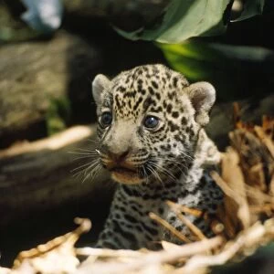 Jaguar - 4 week old cub on forest floor. Amazonas, Brazil