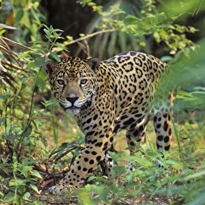 Jaguar in Central American jungle. 4MR56