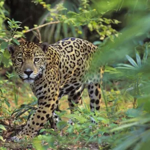 Jaguar in Central American jungle. 4MR56