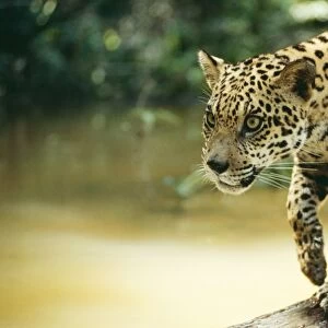 Jaguar NG 603 Sub adult male, crossing log over river, Amazon Brazil. Panthera onca © Nick Gordon / ardea. com