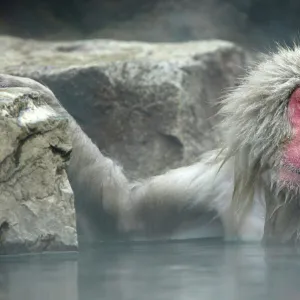 Japanese Macaque Monkey / Snow Monkey Relaxing amidst the steam of a hot spring Japan