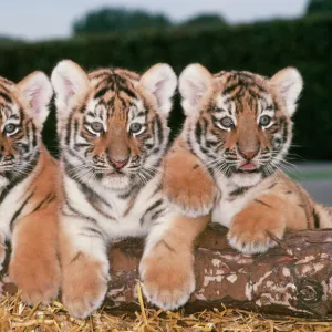 Big Cats Photographic Print Collection: Tiger