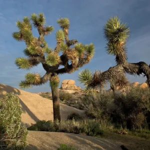 Joshua Tree - in the Mojave desert, amongst granite rocks