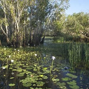Kakadu National Park, Australia - Scene in the wetlands of Yellow Waters, Cooinda, in Kakadu National Park. A World Heritage listed National Park with wetlands of International Importance (Ramsar Convention)