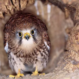 Kestrel / Falcon - at nest, head on, both eyes visible