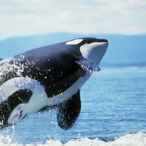 Mammals Collection: Orca Killer Whale