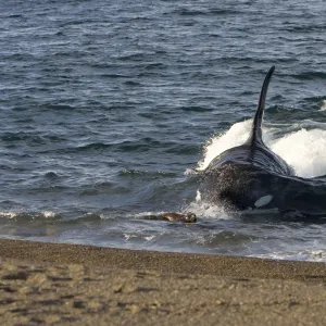 Killer whale / Orca - The adult male known as "MEL", 45 to 50 years old when these images were taken (March 2006), hunting South American Sealion pups on a beach at Punta Norte, Valdes Peninsula, Province Chubut, Patagonia, Argentina