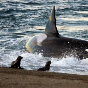 Killer whale / Orca - The adult male known as "MEL", 45 to 50 years old when these images were taken (March 2006), hunting South American Sealion pups on a beach at Punta Norte, Valdes Peninsula, Province Chubut, Patagonia, Argentina