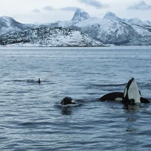 Killer whale This population of killer whales feed on herring. In the fall, schools of herring enter fjords of the NW coast of Norway and pods of killer whales follow the herring