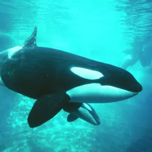 Orca Killer Whale