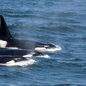 Killer Whales - Transient type - Adult male - Monterey Bay - Pacific Ocean - California - USA - April